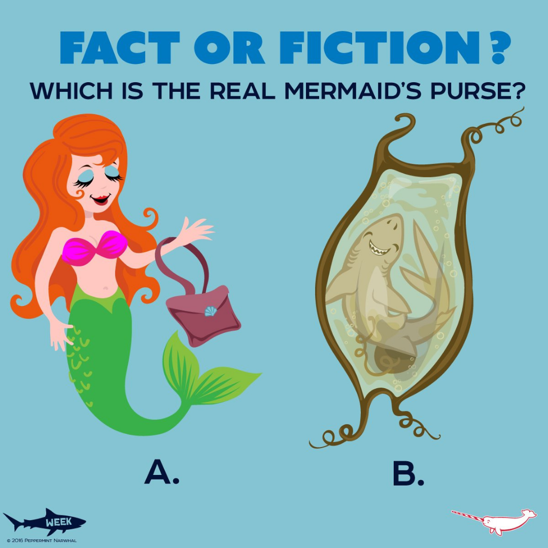 What the Heck is a Mermaid's Purse? - YouTube